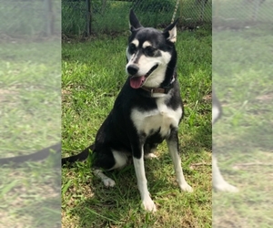 Alaskan Husky Dogs for adoption in Coweta, OK, USA