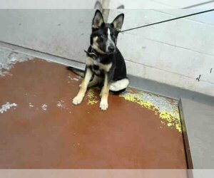 German Shepherd Dog Dogs for adoption in Atlanta, GA, USA