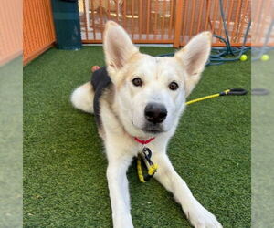 Gerberian Shepsky Dogs for adoption in Las Vegas, NV, USA