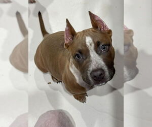 American Pit Bull Terrier-Unknown Mix Dogs for adoption in Lockport, NY, USA