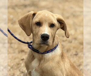 Aussiedor Dogs for adoption in Yardley, PA, USA