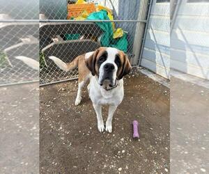 Saint Bernard-Unknown Mix Dogs for adoption in Calgary, Alberta, Canada
