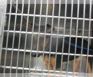 Doberman Pinscher Dogs for adoption in Oklahoma City, OK, USA