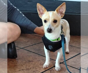 Chihuahua-Unknown Mix Dogs for adoption in San Jose, CA, USA