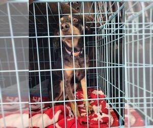 Miniature Pinscher-Unknown Mix Dogs for adoption in Derwood, MD, USA