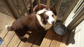 Border Collie Dogs for adoption in Loganville, GA, USA