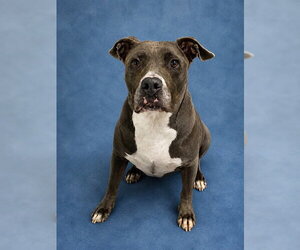 Mutt Dogs for adoption in Westminster, MD, USA