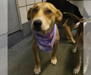 Mutt Dogs for adoption in San Antonio, TX, USA