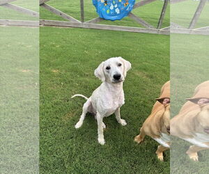 Mutt Dogs for adoption in Greenville, SC, USA