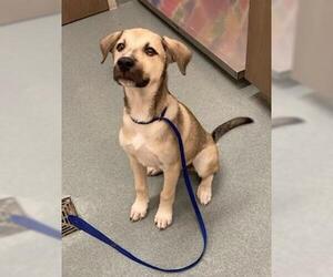 Anatolian Shepherd Dogs for adoption in Baytown, TX, USA