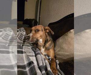 Beagle-Unknown Mix Dogs for adoption in San Antonio, TX, USA