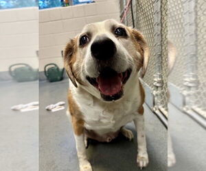 Mutt Dogs for adoption in Glen Allen, VA, USA