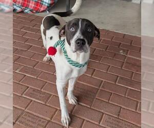 American Pit Bull Terrier-Unknown Mix Dogs for adoption in Conroe, TX, USA