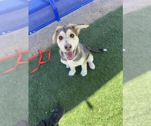 Anatolian Shepherd-Unknown Mix Dogs for adoption in HESPERIA, CA, USA