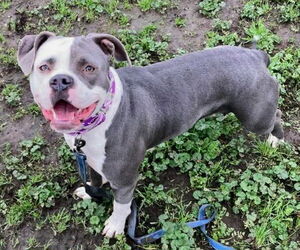 Mutt Dogs for adoption in Sacramento, CA, USA