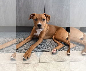 Mutt Dogs for adoption in Evansville, IN, USA