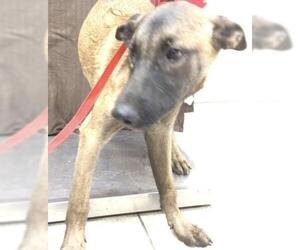 Mutt Dogs for adoption in Riverside, CA, USA