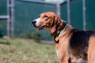 English Foxhound-Unknown Mix Dogs for adoption in Bridgewater, NJ, USA