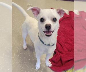 Chihuahua-Unknown Mix Dogs for adoption in Fort Wayne, IN, USA