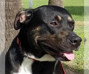 Boxweiler Dogs for adoption in Houston, TX, USA
