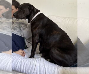 Plott Hound-Unknown Mix Dogs for adoption in New Orleans, LA, USA