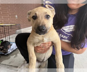 Labrador Retriever-Unknown Mix Dogs for adoption in The Woodlands, TX, USA