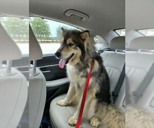 Siberian Husky Dogs for adoption in Newfoundland, PA, USA