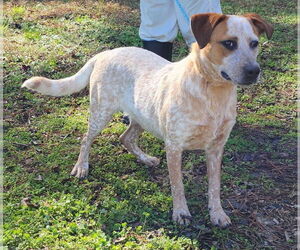 Red Heeler-Unknown Mix Dogs for adoption in Wetumpka, AL, USA