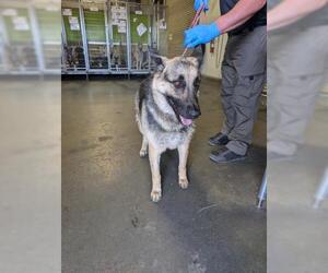 German Shepherd Dog Dogs for adoption in Bakersfield, CA, USA