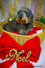 Dachshund Dogs for adoption in Fenton, MO, USA