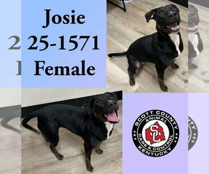 American Pit Bull Terrier-Labrador Retriever Mix Dogs for adoption in Georgetown, KY, USA