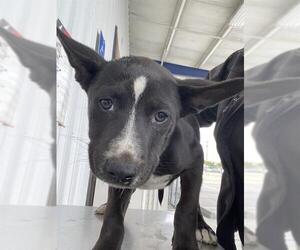 Australian Cattle Dog Dogs for adoption in Bakersfield, CA, USA