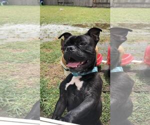 French Bulloxer Dogs for adoption in Houston, TX, USA