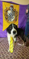 Border Collie Dogs for adoption in Trenton, MO, USA