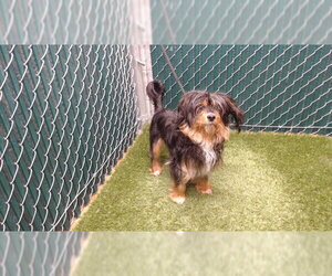 Silky Terrier-Unknown Mix Dogs for adoption in Downey, CA, USA