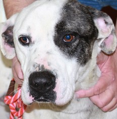 American Bulldog-Great Dane Mix Dogs for adoption in Danville, KY, USA