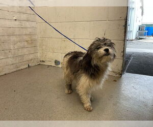 Mutt Dogs for adoption in San Bernardino, CA, USA