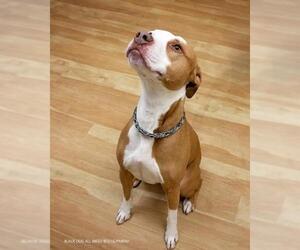 American Pit Bull Terrier Dogs for adoption in Glenview, IL, USA