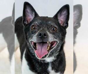 Chihuahua-Unknown Mix Dogs for adoption in Kennesaw, GA, USA