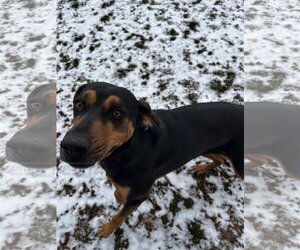 Mutt Dogs for adoption in Harrisville, WV, USA