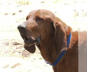 Redbone Coonhound Dogs for adoption in Scottsdale, AZ, USA