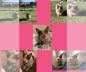 Pembroke Welsh Corgi-Unknown Mix Dogs for adoption in Longview, TX, USA