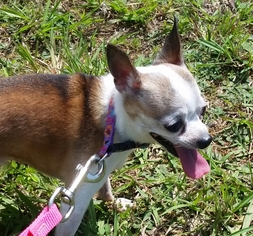 Chihuahua Dogs for adoption in Thomasville, NC, USA