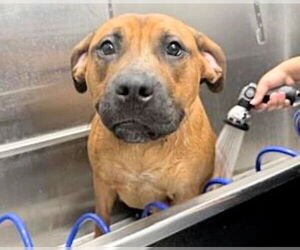 Black Mouth Cur Dogs for adoption in Houston, TX, USA