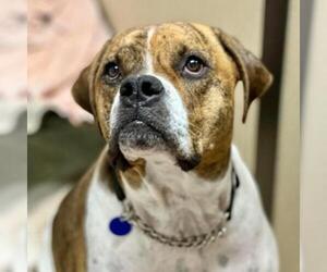 Mastiff Dogs for adoption in Tempe, AZ, USA