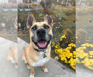 Medium Photo #2 German Shepherd Dog-Unknown Mix Puppy For Sale in Sandy, UT, USA