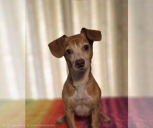 Dachshund-Unknown Mix Dogs for adoption in Social Circle, GA, USA