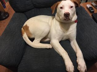 American Bulldog Dogs for adoption in Cary, NC, USA