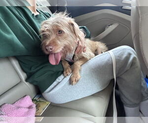 Norwich Terrier-Unknown Mix Dogs for adoption in Monkton, MD, USA