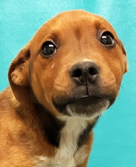 Medium Photo #1 Bogle Puppy For Sale in Morton Grove, IL, USA